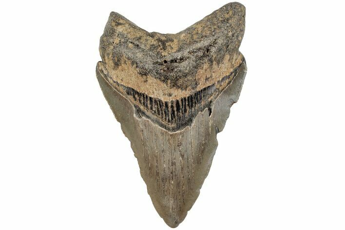 3.58" Fossil Megalodon Tooth - North Carolina